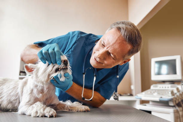 Best Emergency Gum Treatment in Wardsville, MO
